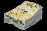 Dendrites On Limestone - Utah #150496-2